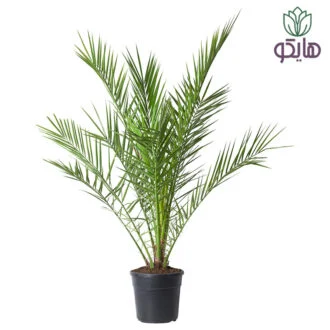 نخل فیکوس