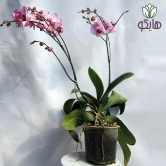ارکیده