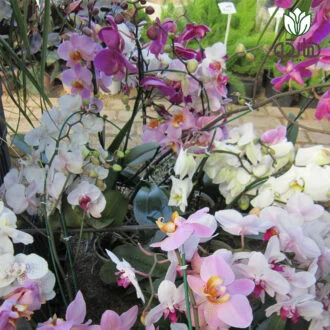 ارکیده هایکو