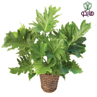 برگ انجیری سلوم