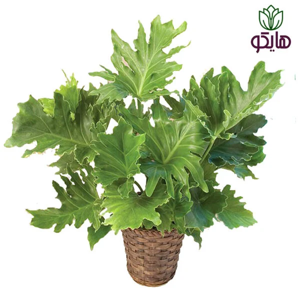 برگ انجیری سلوم