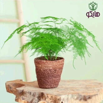 شویدی بازار گل و گیاه هایکو