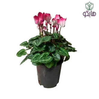 سیکلامن بازار گل و گیاه هایکو