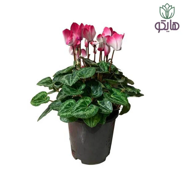 سیکلامن بازار گل و گیاه هایکو