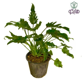 برگ انجیری زانادو