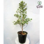 فیکوس دلتا بازار گل و گیاه هایکو