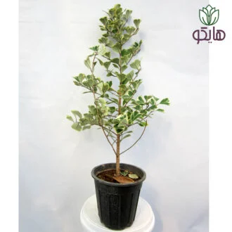 فیکوس دلتا بازار گل و گیاه هایکو