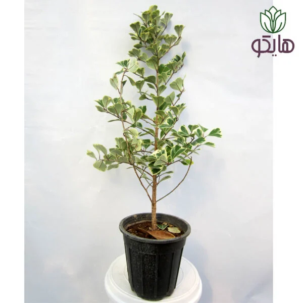 فیکوس دلتا بازار گل و گیاه هایکو