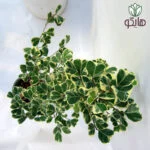 فیکوس دلتا بازار گل و گیاه هایکو