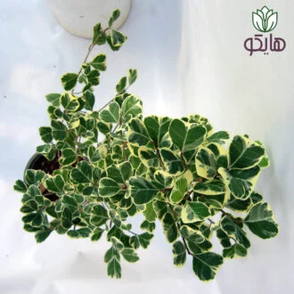 فیکوس دلتا بازار گل و گیاه هایکو
