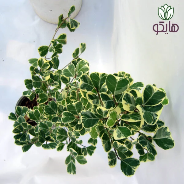 فیکوس دلتا بازار گل و گیاه هایکو
