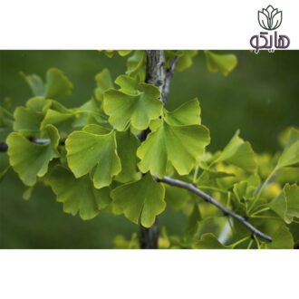 درخت ژینکو (جینکو ) بیلوبا