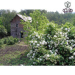 درختچه بوداغ (Viburnum opulus) - راهنمای جامع نگهداری و پرورش