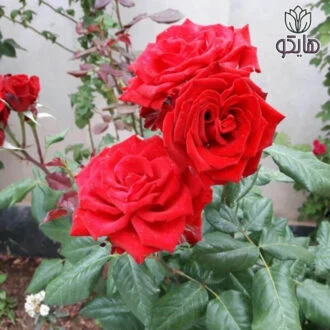 رز رونده قشقایی