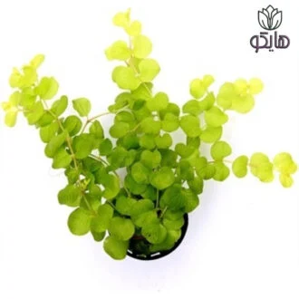 پیچک سکه‌ای، علف طلایی، چمن طلایی