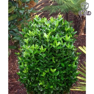 شمشاد نعنایی (Boxleaf Euonymus)