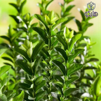 شمشاد نعنایی (Boxleaf Euonymus)