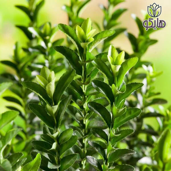 شمشاد نعنایی (Boxleaf Euonymus)