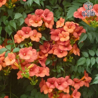 پیچ اناری رونده (Campsis radicans)