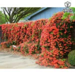 پیچ اناری رونده (Campsis radicans)