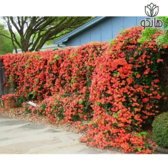 پیچ اناری رونده (Campsis radicans)
