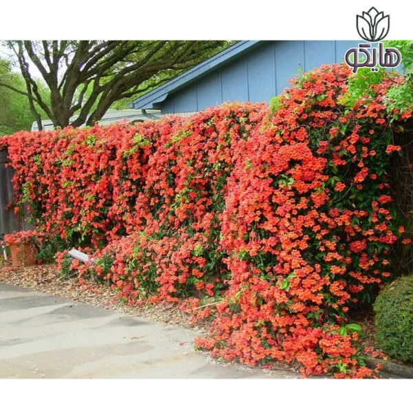 پیچ اناری رونده (Campsis radicans)