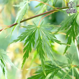 افرا ژاپنی سبز