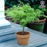 افرا ژاپنی سبز