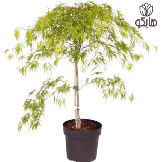 افرا ژاپنی سبز