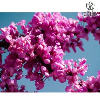 گل نهال درخت ارغوان