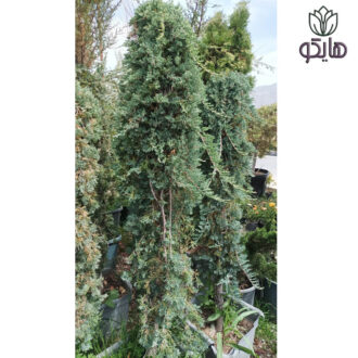 اورس رونده