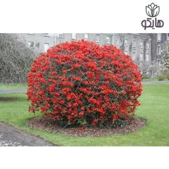 به ژاپنی قرمز و سفید