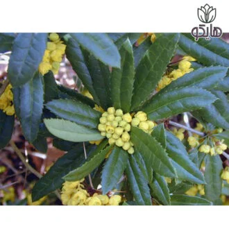 بربریس (زرشک زینتی) سبز