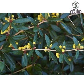 بربریس (زرشک زینتی) سبز