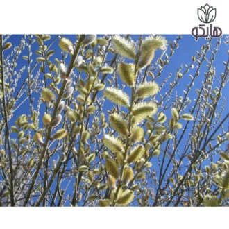 نهال درختچه بیدمشک