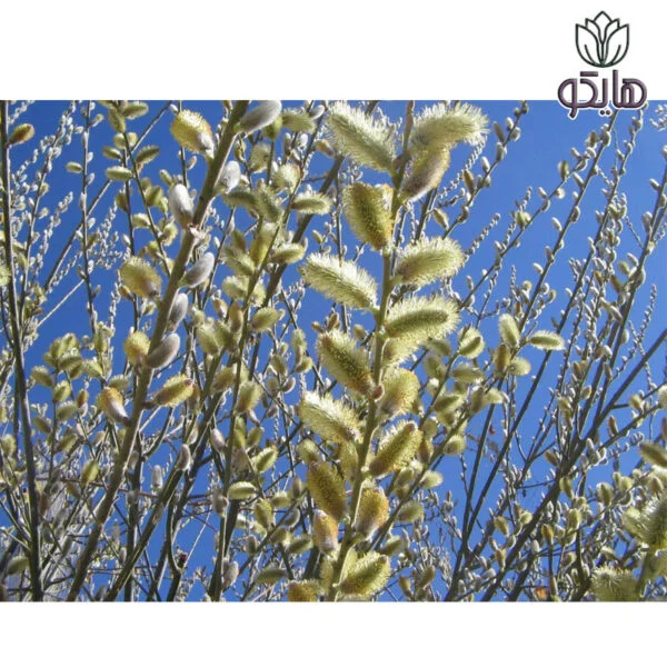 نهال درختچه بیدمشک