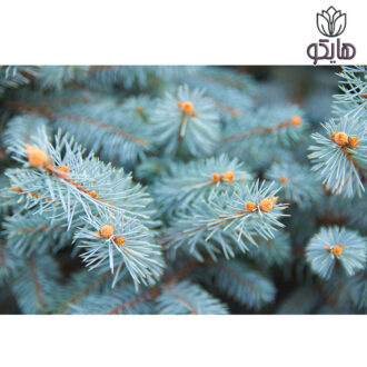 نوئل ابی یا کاج آبی (Picea pungens)