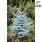 نوئل ابی یا کاج آبی (Picea pungens)