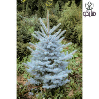 نوئل ابی یا کاج آبی (Picea pungens)