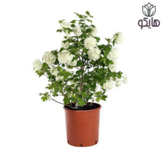 درختچه بوداغ (Viburnum opulus)