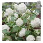 درختچه بوداغ (Viburnum opulus)