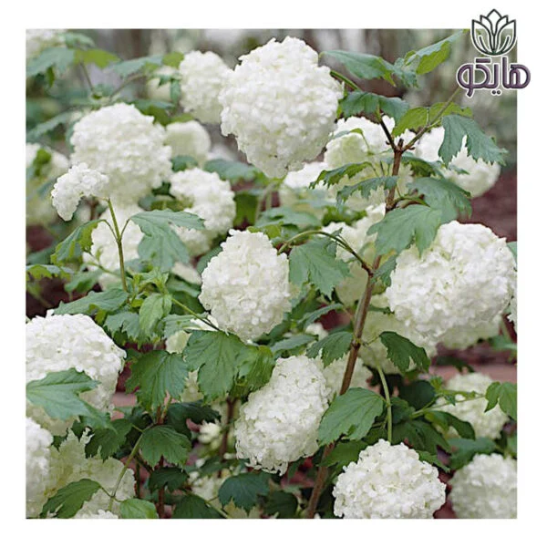 درختچه بوداغ (Viburnum opulus)