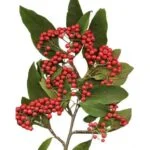 گل شیرخشت