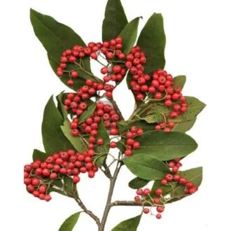 گل شیرخشت