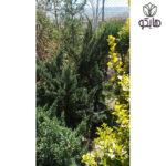 کاج دم روباه آبی (Juniperus chinensis 'Blaauw')