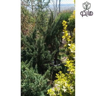 کاج دم روباه آبی (Juniperus chinensis 'Blaauw')