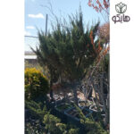 کاج دم روباه آبی (Juniperus chinensis 'Blaauw')