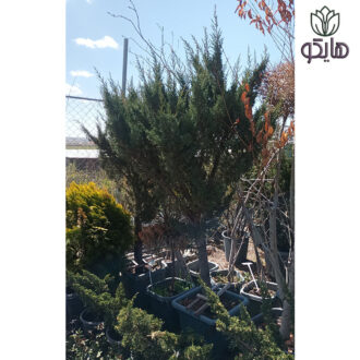 کاج دم روباه آبی (Juniperus chinensis 'Blaauw')
