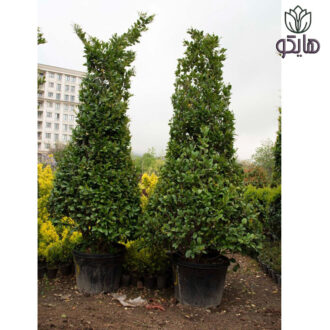 یاس هلندی هرمی
