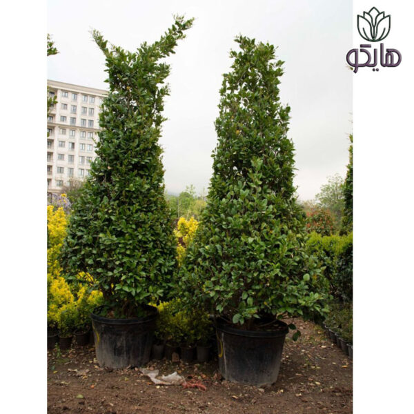 یاس هلندی هرمی